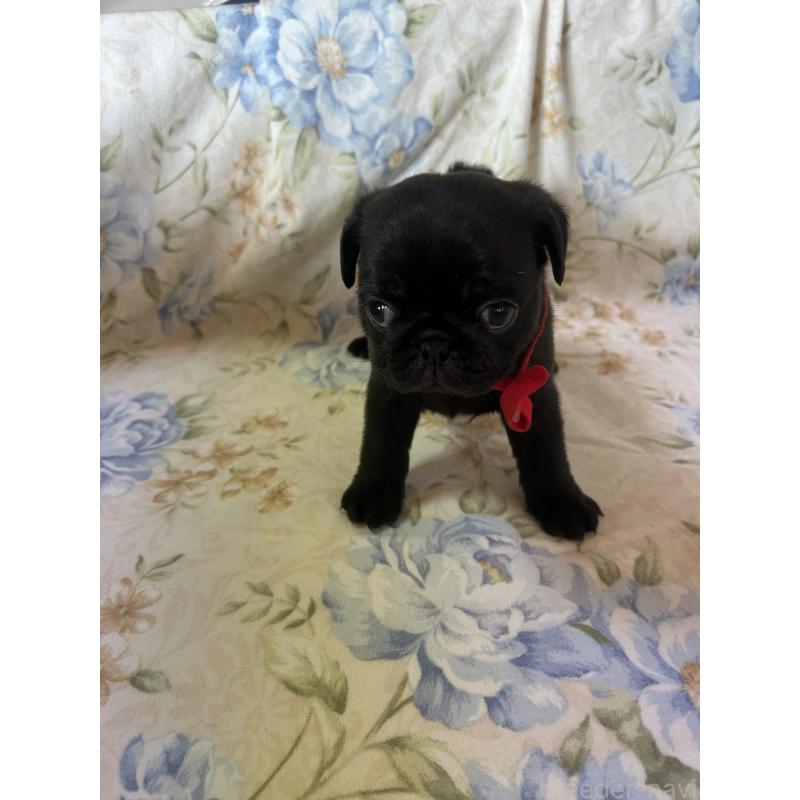 成約済の愛知県のパグ-428185の5枚目