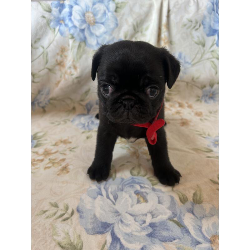 成約済の愛知県のパグ-428185の4枚目