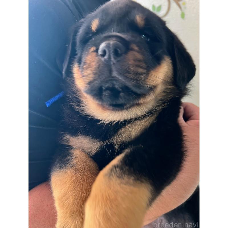 販売中の愛知県のロットワイラー-430013の1枚目