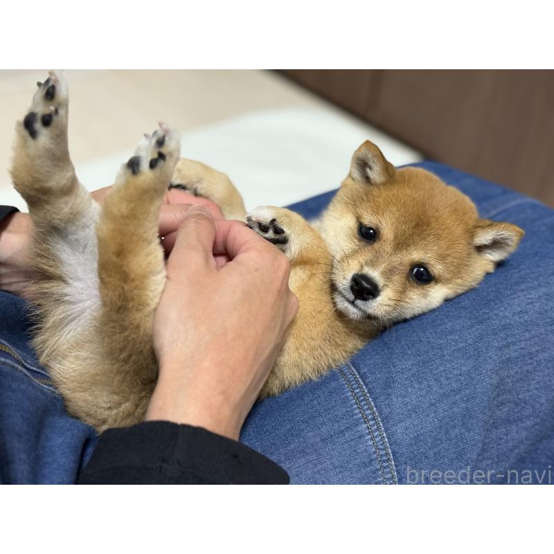 販売中の香川県の豆柴-430014の3枚目