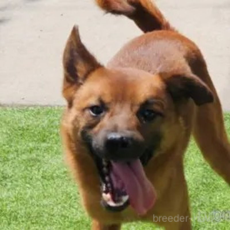 販売中の福岡県のミックス犬-430015