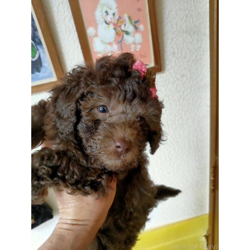 販売中の栃木県のタイニープードル-430016の4枚目