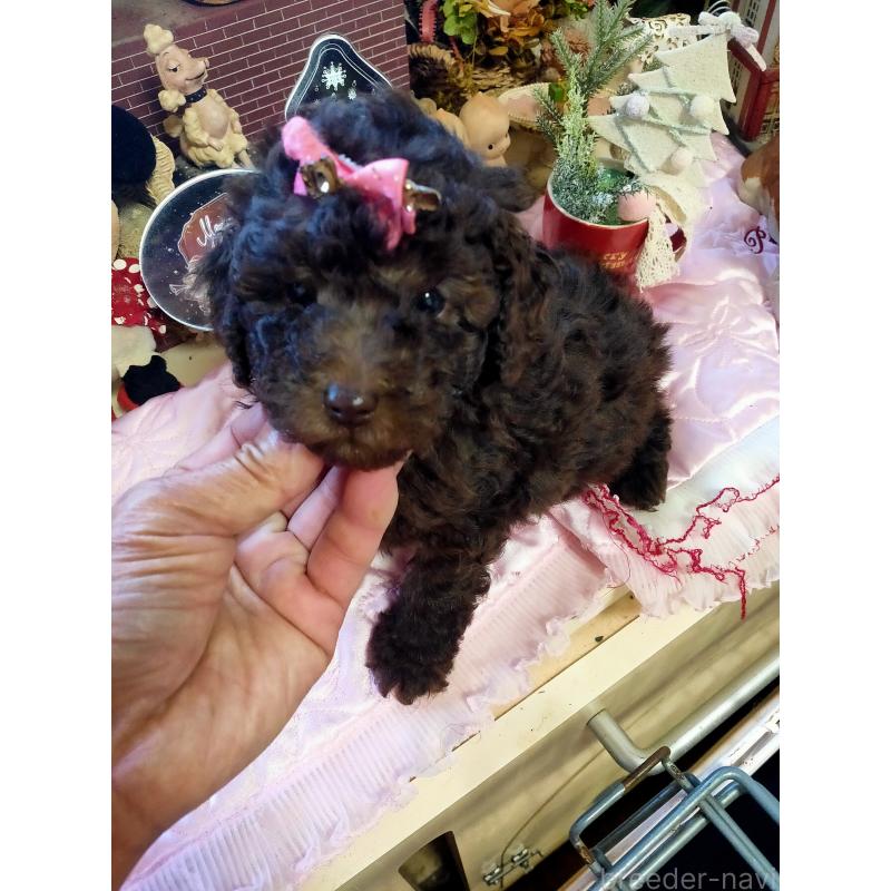 販売中の栃木県のタイニープードル-430016の3枚目