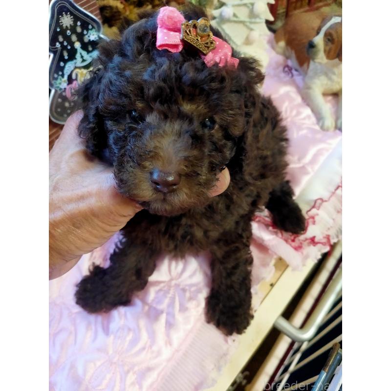 販売中の栃木県のタイニープードル-430016の2枚目