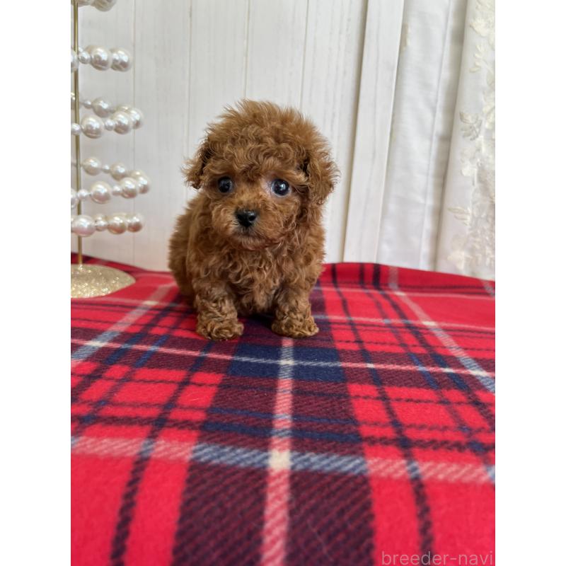 販売中の愛媛県のトイプードル-430017の8枚目