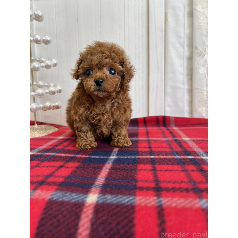 販売中の愛媛県のトイプードル-430017の7枚目