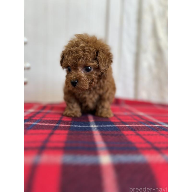 販売中の愛媛県のトイプードル-430017の6枚目