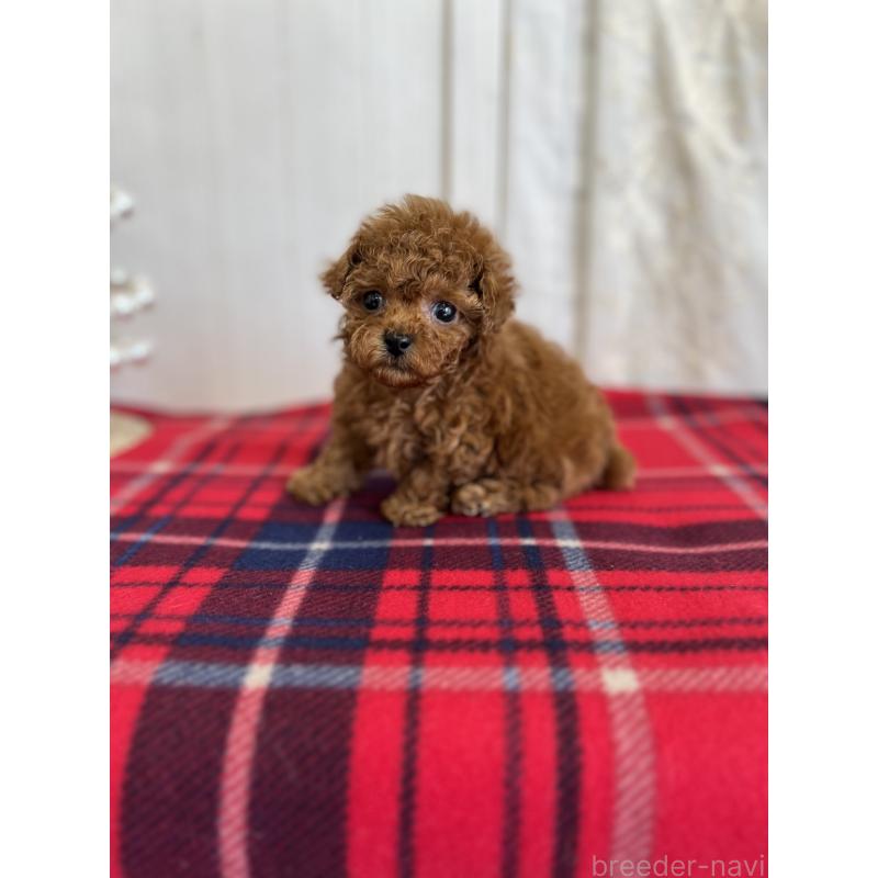 販売中の愛媛県のトイプードル-430017の5枚目