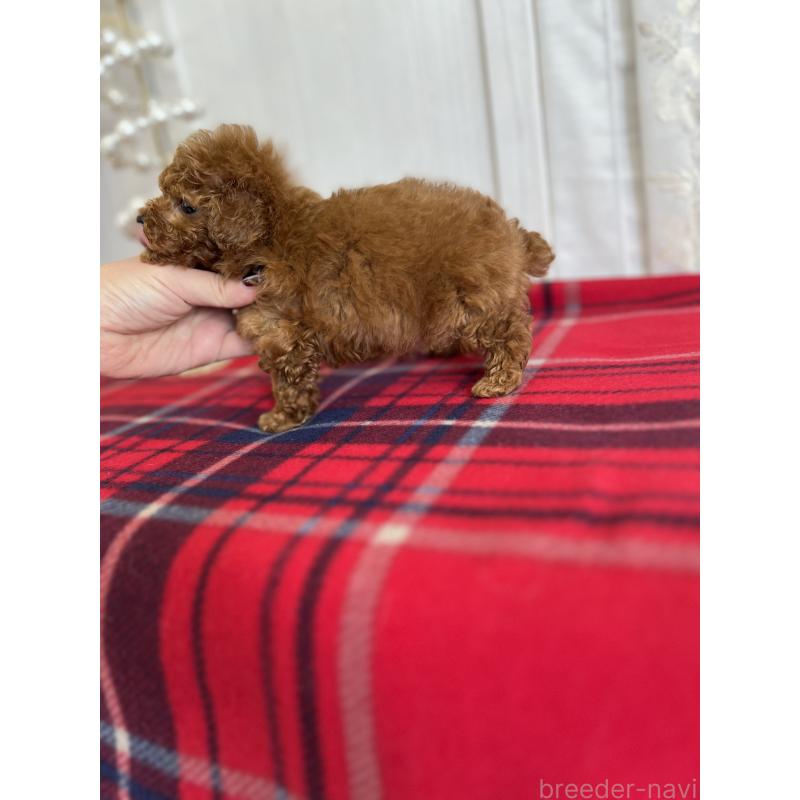 販売中の愛媛県のトイプードル-430017の4枚目