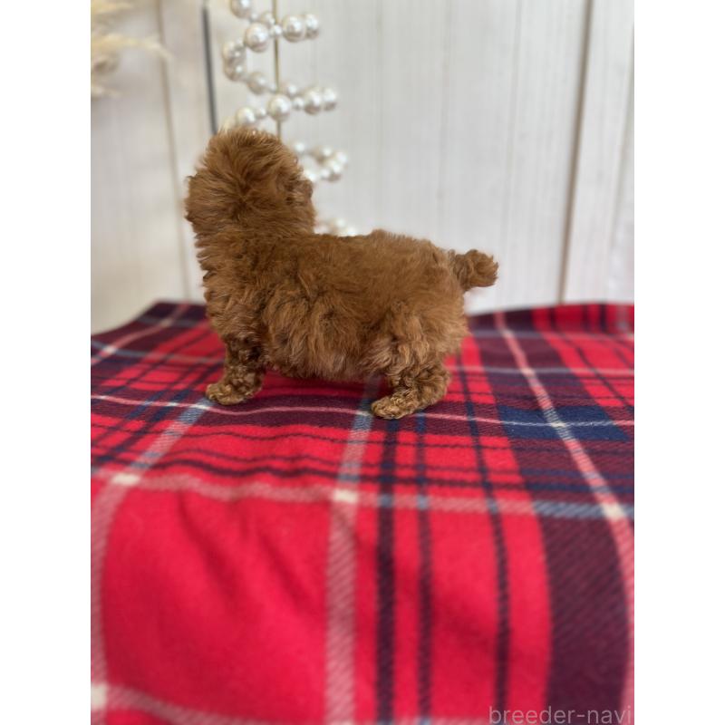 販売中の愛媛県のトイプードル-430017の3枚目