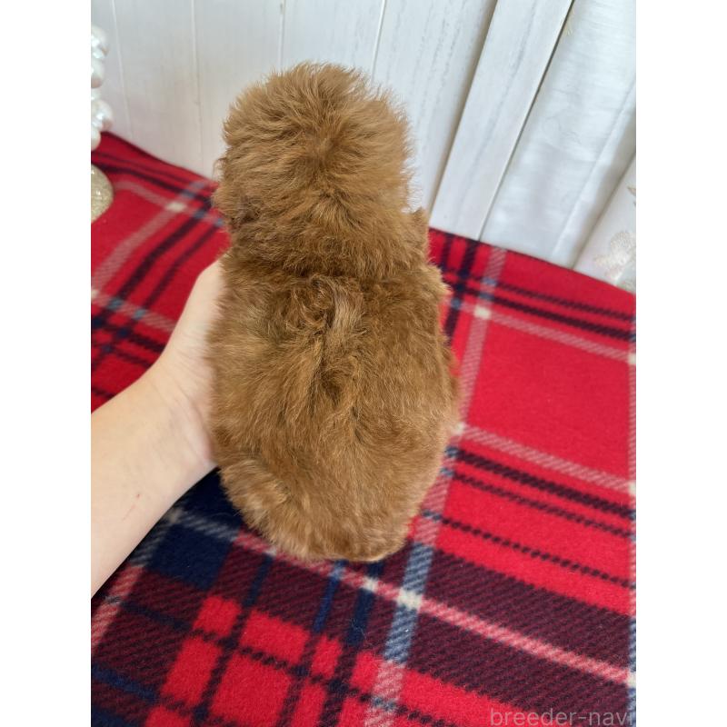 販売中の愛媛県のトイプードル-430017の2枚目