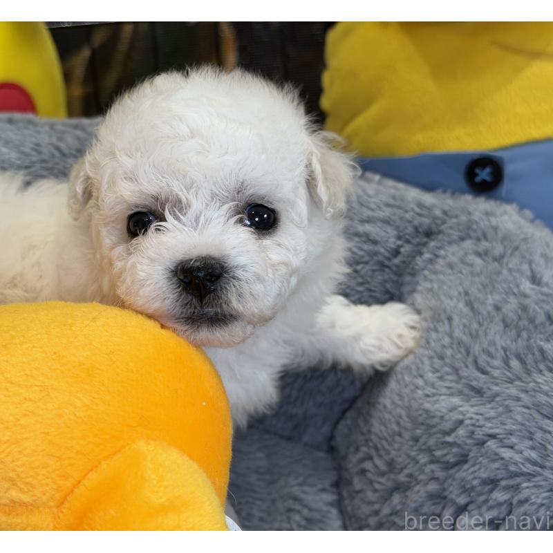 成約済の埼玉県のビションフリーゼ-427523の7枚目