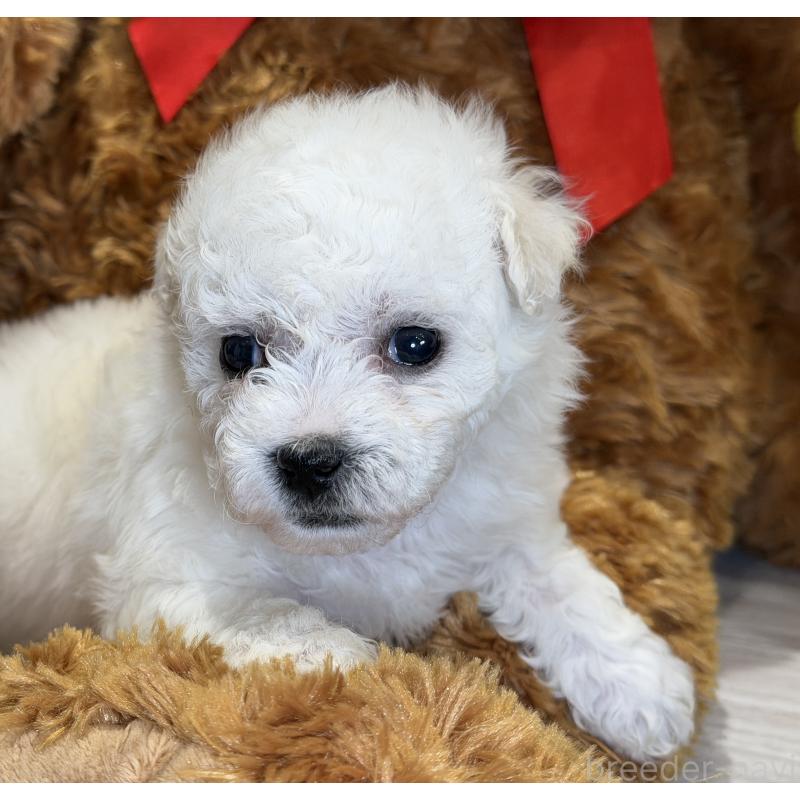 成約済の埼玉県のビションフリーゼ-427523の6枚目