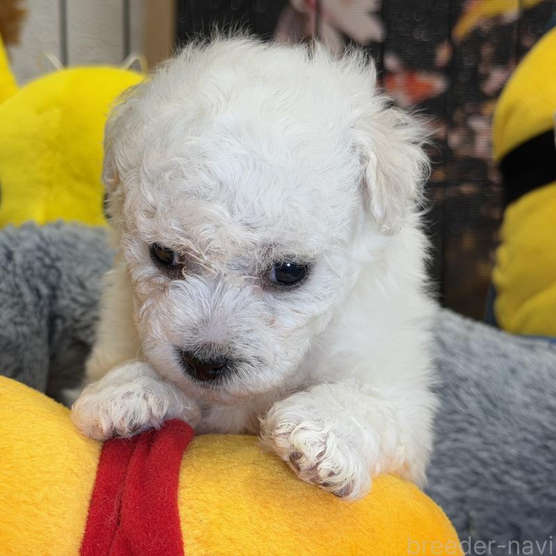 成約済の埼玉県のビションフリーゼ-427523の5枚目