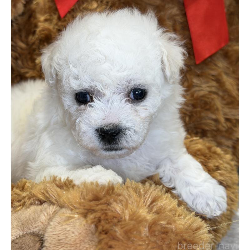 成約済の埼玉県のビションフリーゼ-427523の4枚目