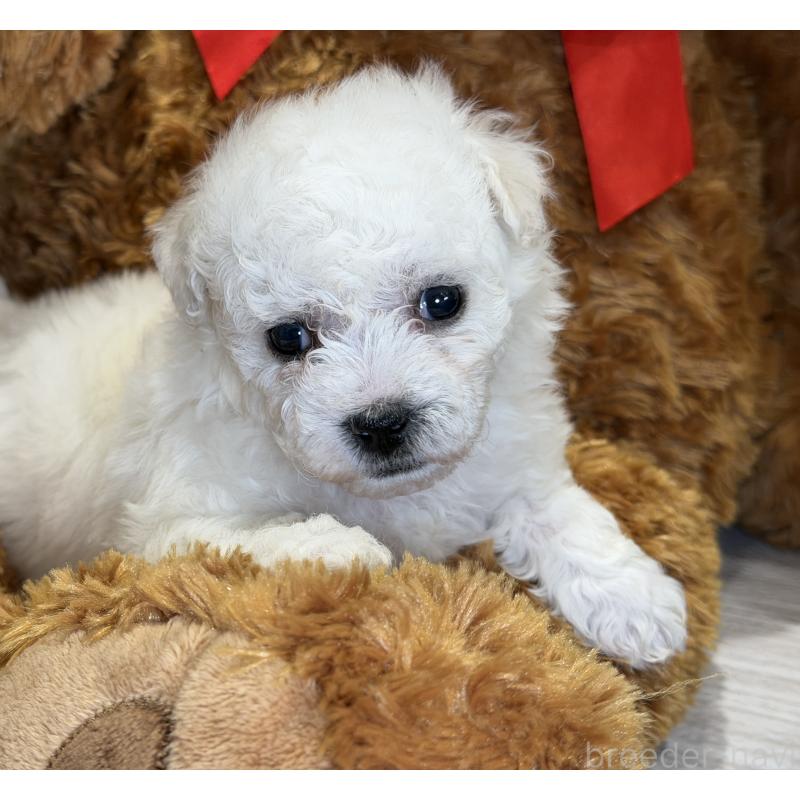 成約済の埼玉県のビションフリーゼ-427523の3枚目