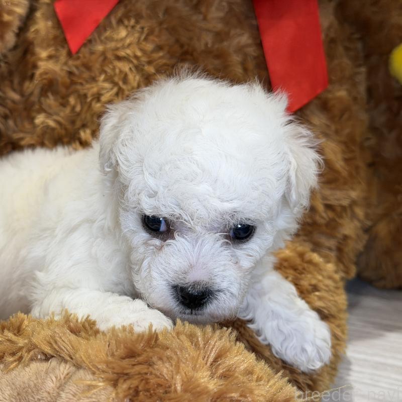 成約済の埼玉県のビションフリーゼ-427523の2枚目
