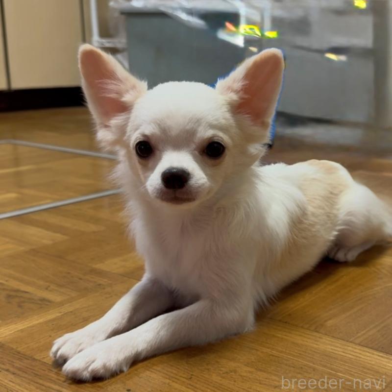 販売中の山口県のチワワ(ロングコート)-393944