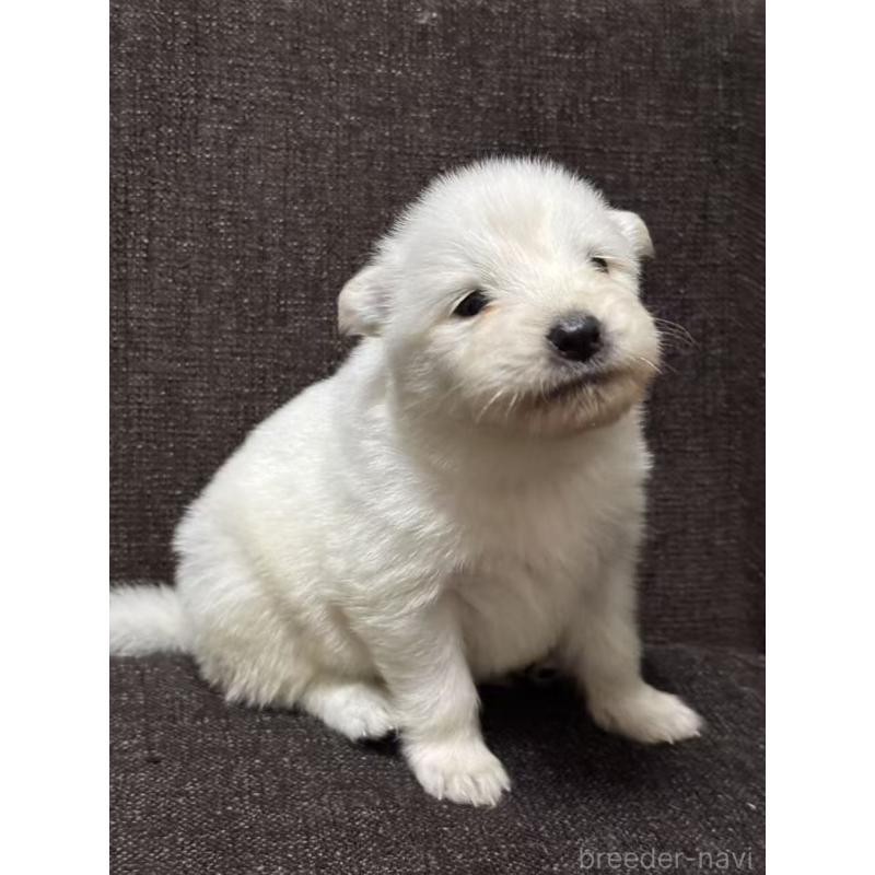 販売中の埼玉県のサモエド-430018の3枚目