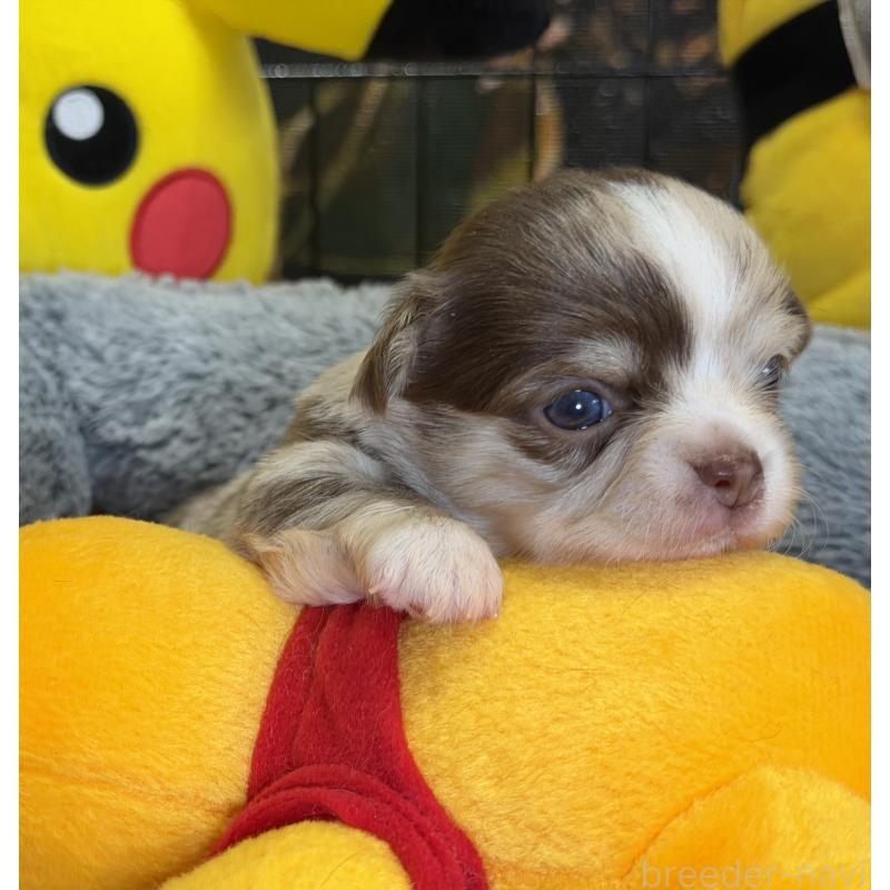 販売中の埼玉県のチワワ(ロングコート)-430020の5枚目