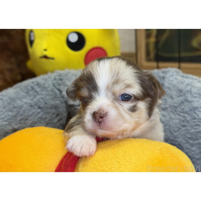 販売中の埼玉県のチワワ(ロングコート)-430020の4枚目