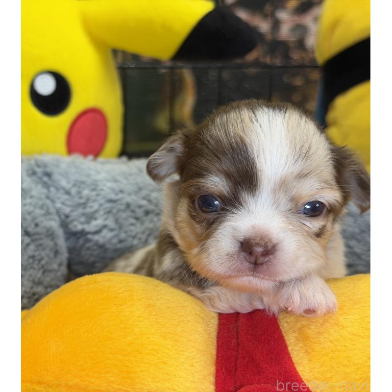 販売中の埼玉県のチワワ(ロングコート)-430020の3枚目