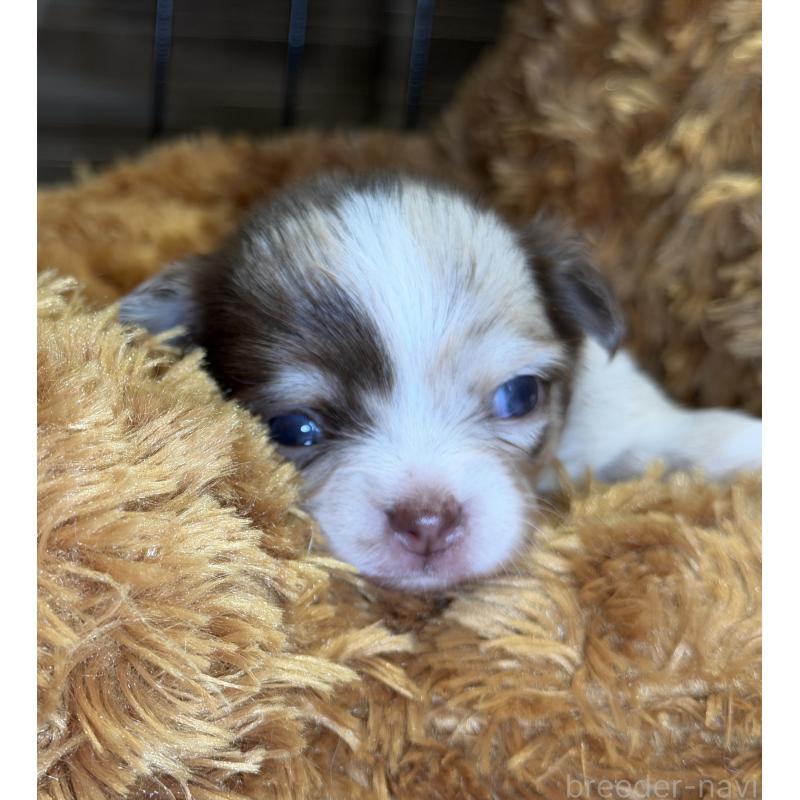 販売中の埼玉県のチワワ(ロングコート)-430020の2枚目