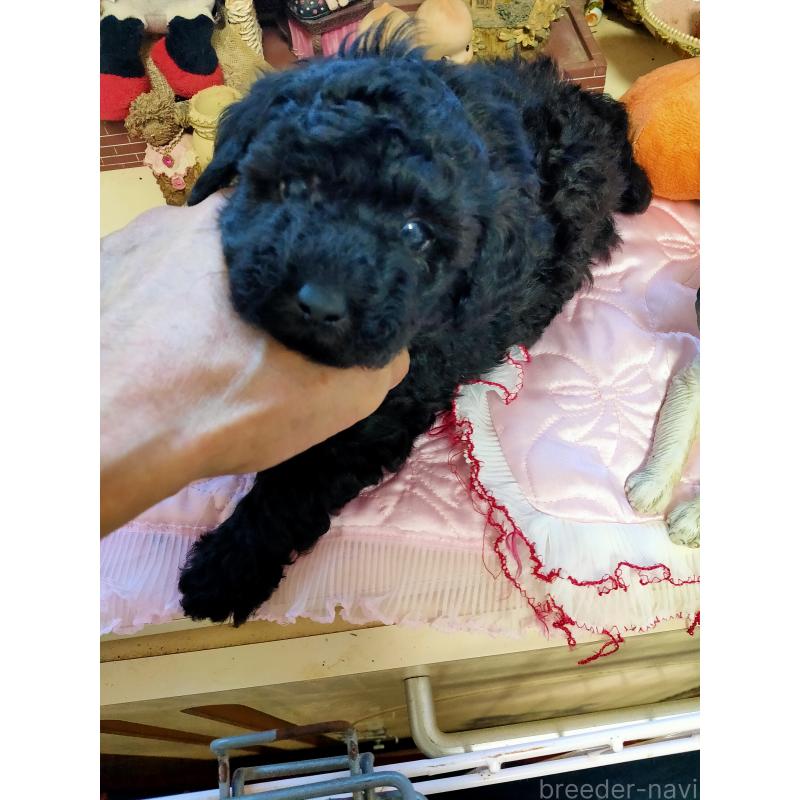 販売中の栃木県のタイニープードル-430019の2枚目