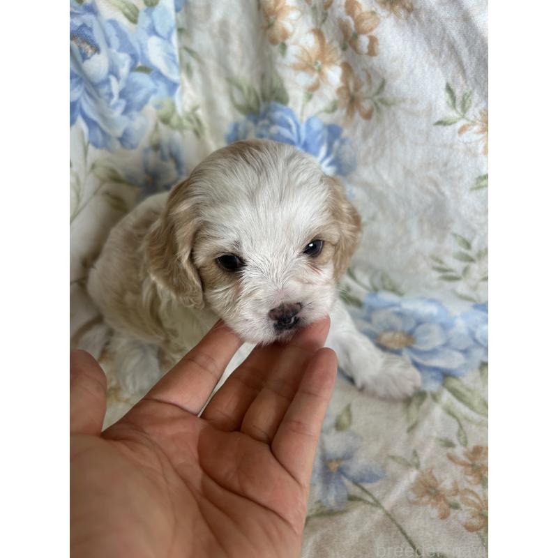 販売中の愛知県のミックス犬-430023の6枚目