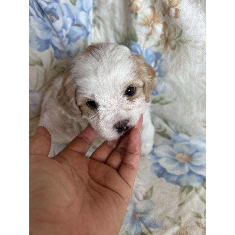 販売中の愛知県のミックス犬-430023の5枚目