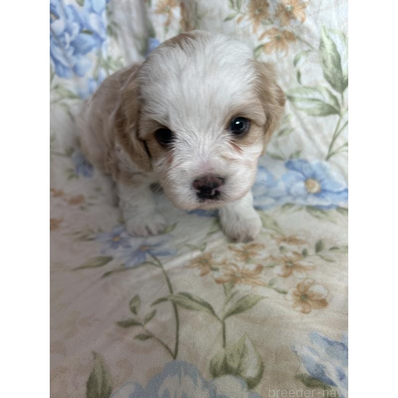 販売中の愛知県のミックス犬-430023の4枚目