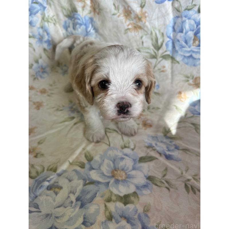 販売中の愛知県のミックス犬-430023の3枚目