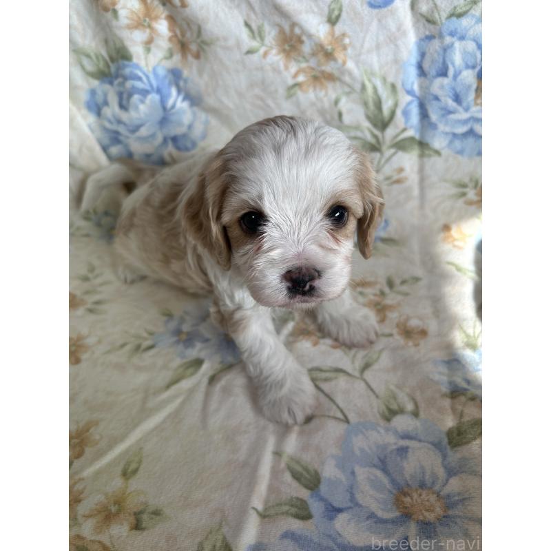 販売中の愛知県のミックス犬-430023の1枚目