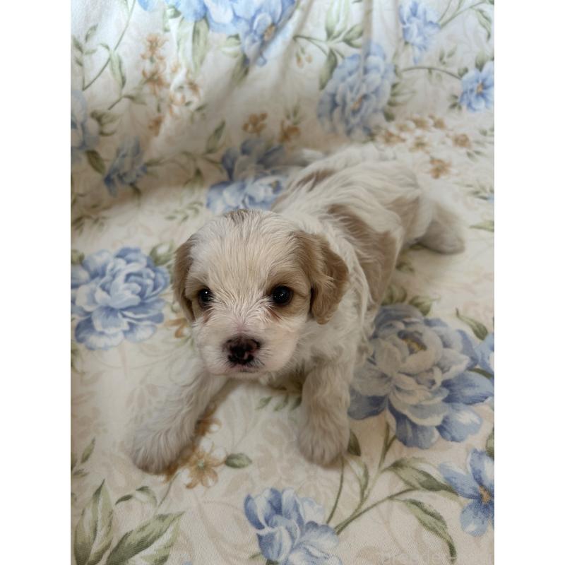 販売中の愛知県のミックス犬-430023の2枚目