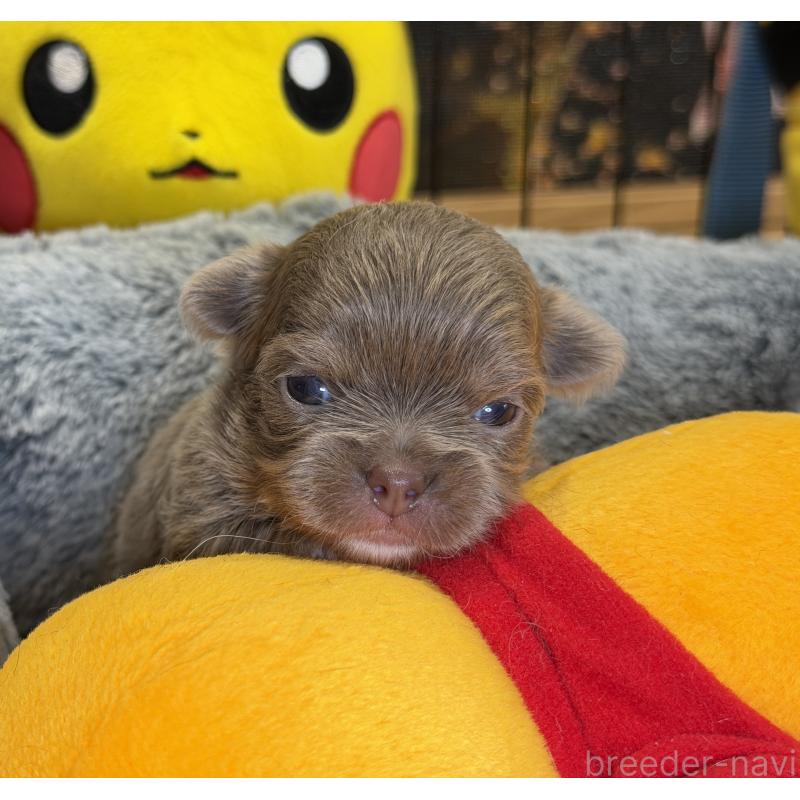 販売中の埼玉県のチワワ(ロングコート)-430022の5枚目