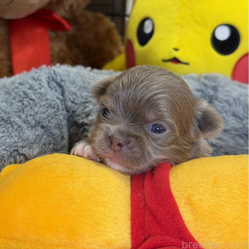 販売中の埼玉県のチワワ(ロングコート)-430022の4枚目