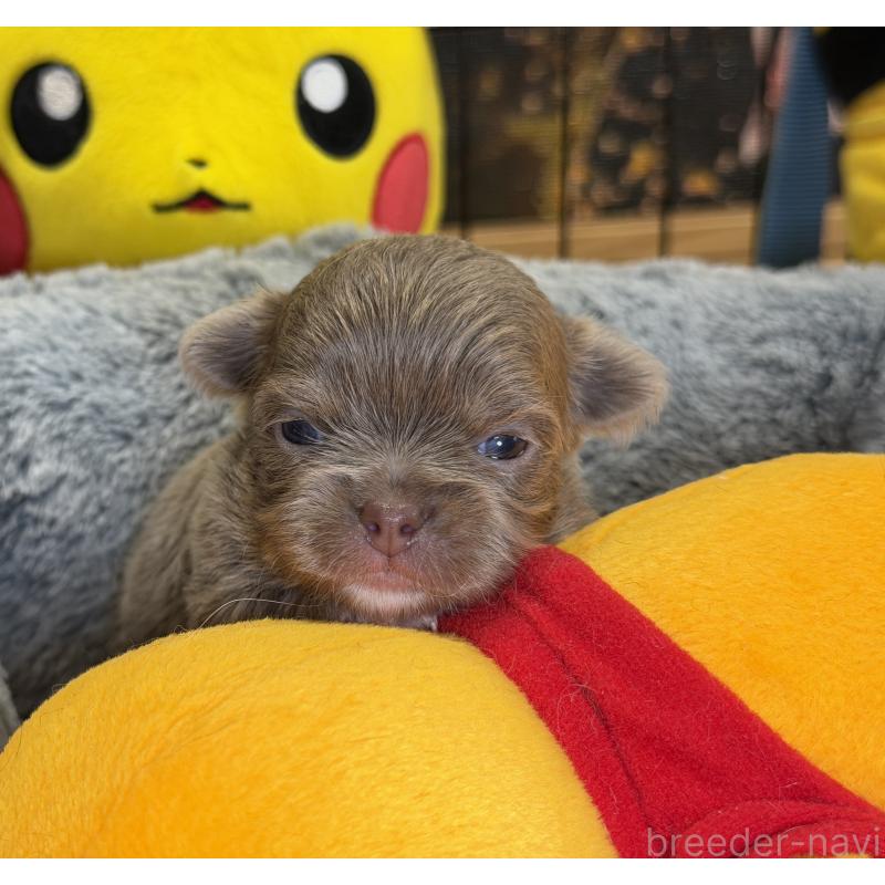 販売中の埼玉県のチワワ(ロングコート)-430022の3枚目