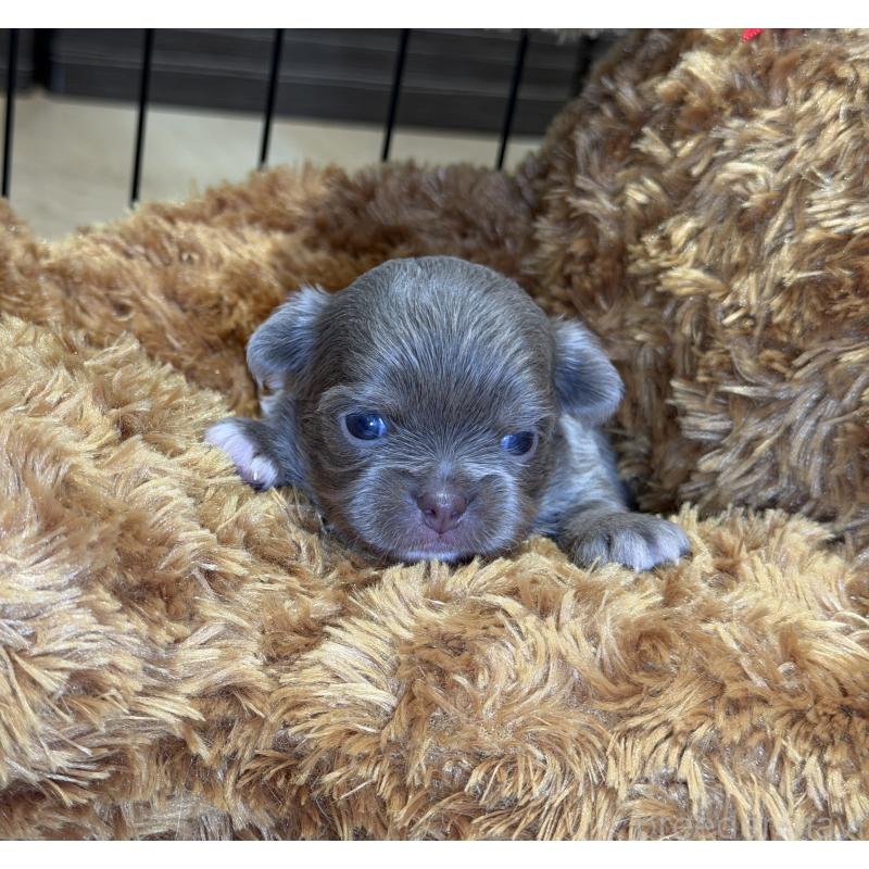 販売中の埼玉県のチワワ(ロングコート)-430022の2枚目