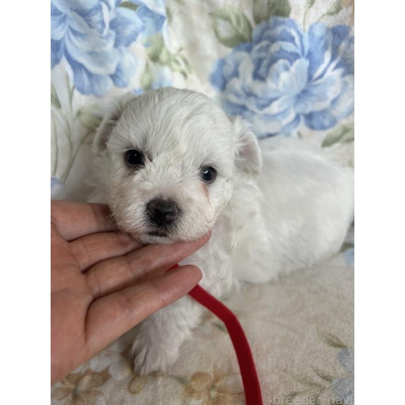 販売中の愛知県のビションフリーゼ-430026