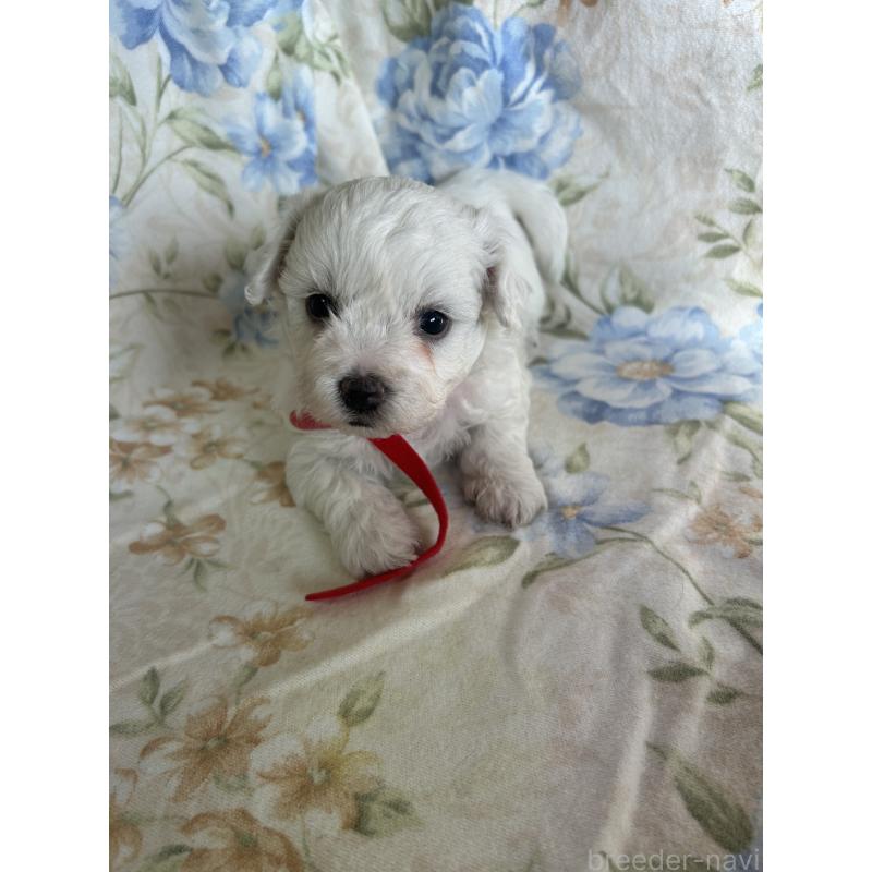 販売中の愛知県のビションフリーゼ-430026の5枚目