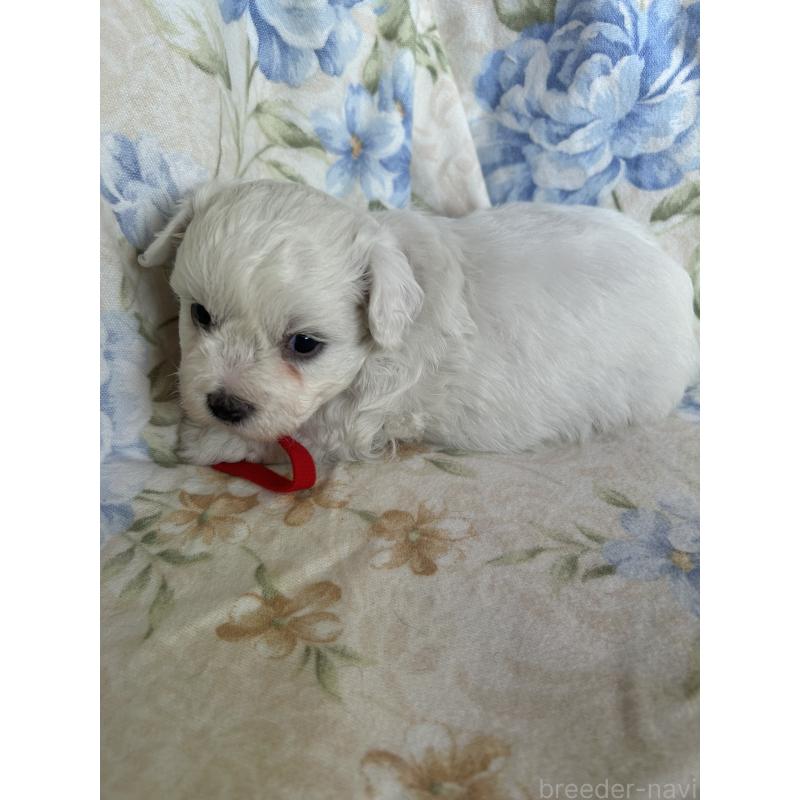 販売中の愛知県のビションフリーゼ-430026の3枚目