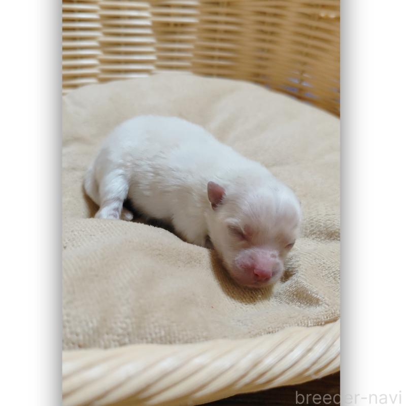 販売中の千葉県のポメラニアン-431834の4枚目