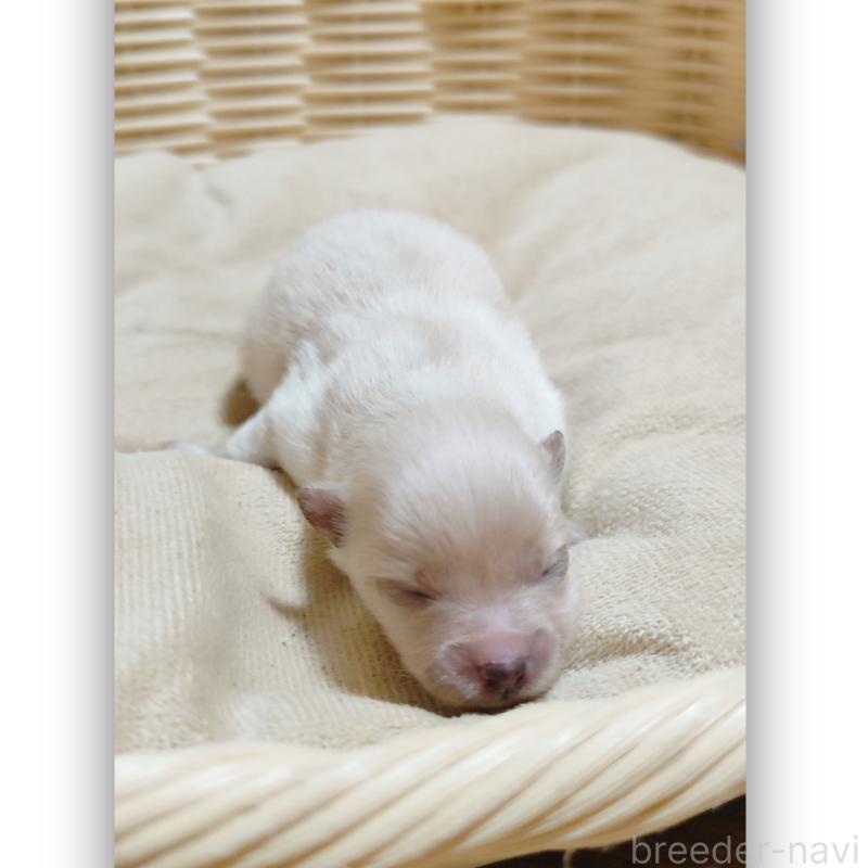 販売中の千葉県のポメラニアン-431832の4枚目