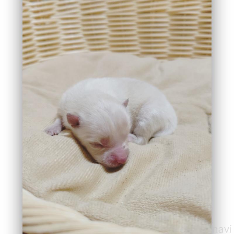 成約済の千葉県のポメラニアン-431833の9枚目