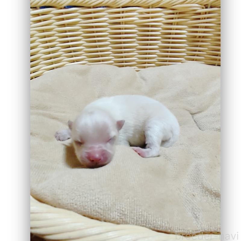 販売中の千葉県のポメラニアン-431846の3枚目