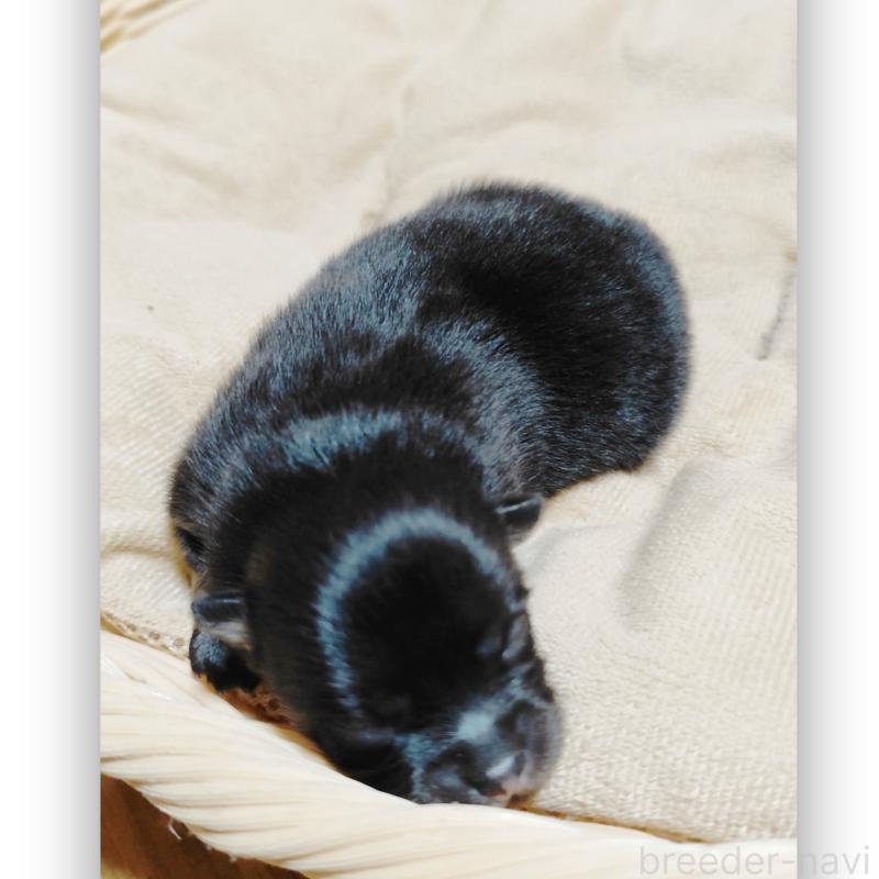 販売中の千葉県のポメラニアン-431844の2枚目