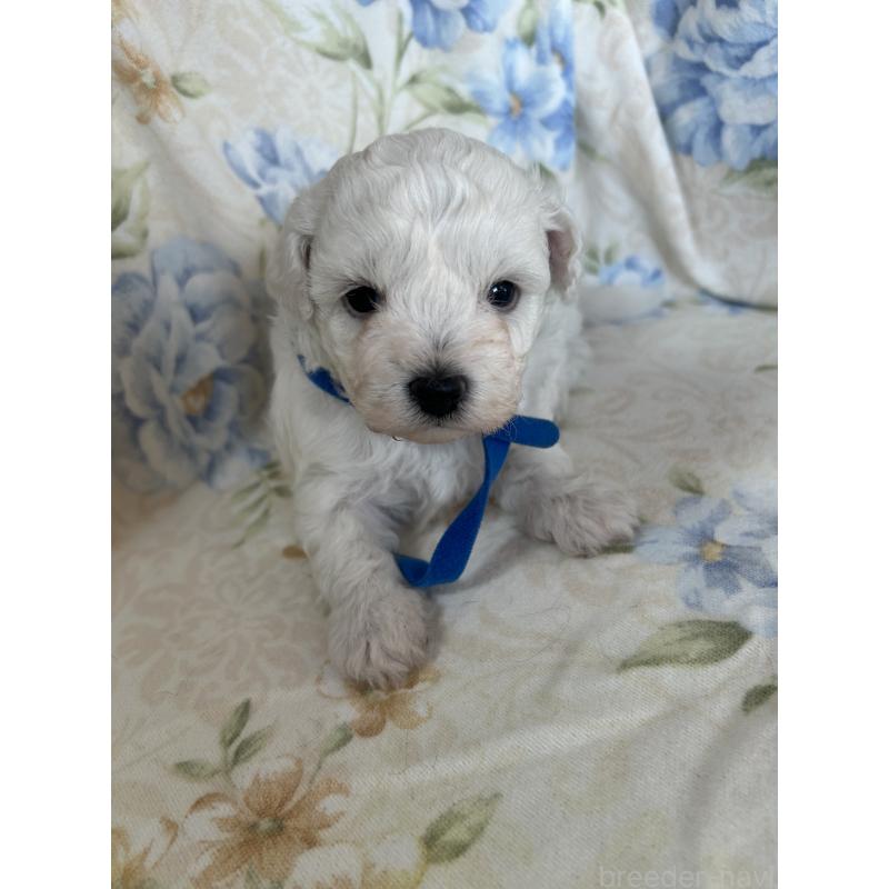 販売中の愛知県のビションフリーゼ-430027