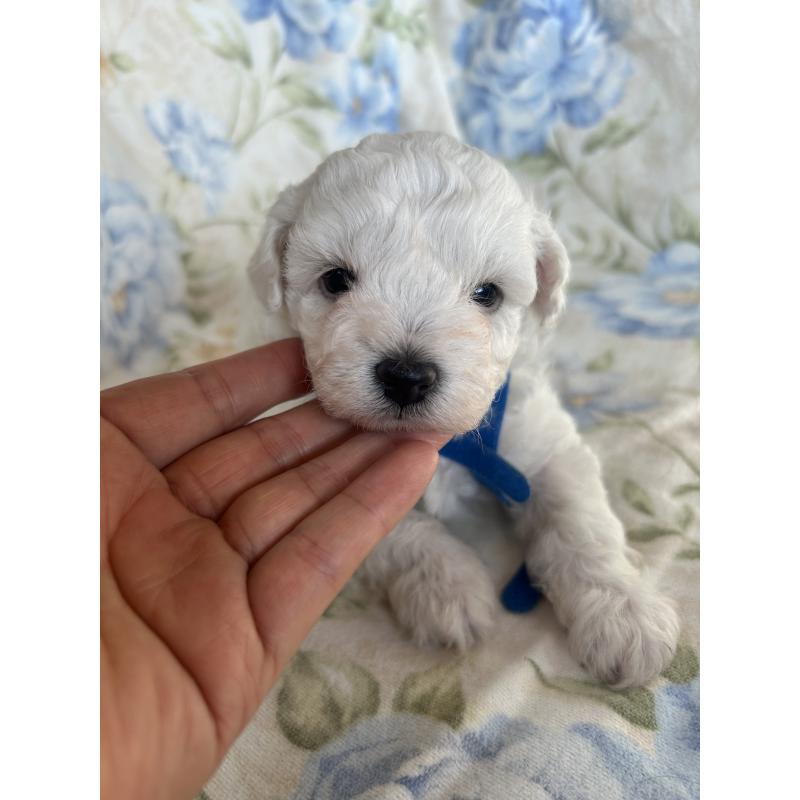 販売中の愛知県のビションフリーゼ-430027の3枚目