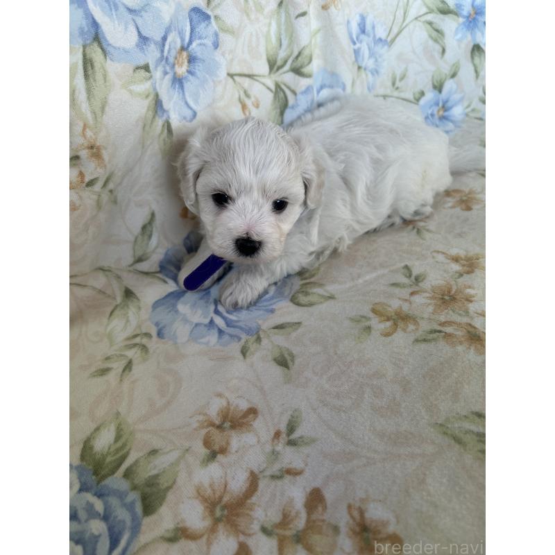 販売中の愛知県のビションフリーゼ-430028の1枚目