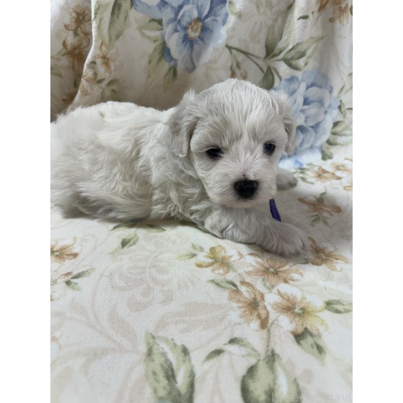 販売中の愛知県のビションフリーゼ-430028の6枚目